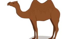 骆驼漫画,幽默与智慧的碰撞